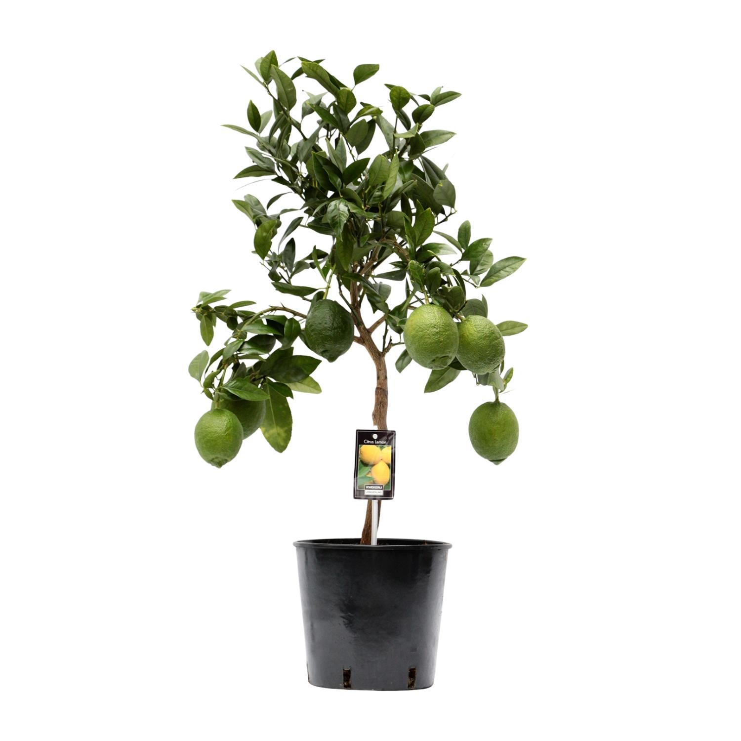 Citrus Lemon en pot Ø22cm  Hauteur 80cm. Plante verte type Citrus Lemon, livrée en pot, idéale pour intérieur lumineux.