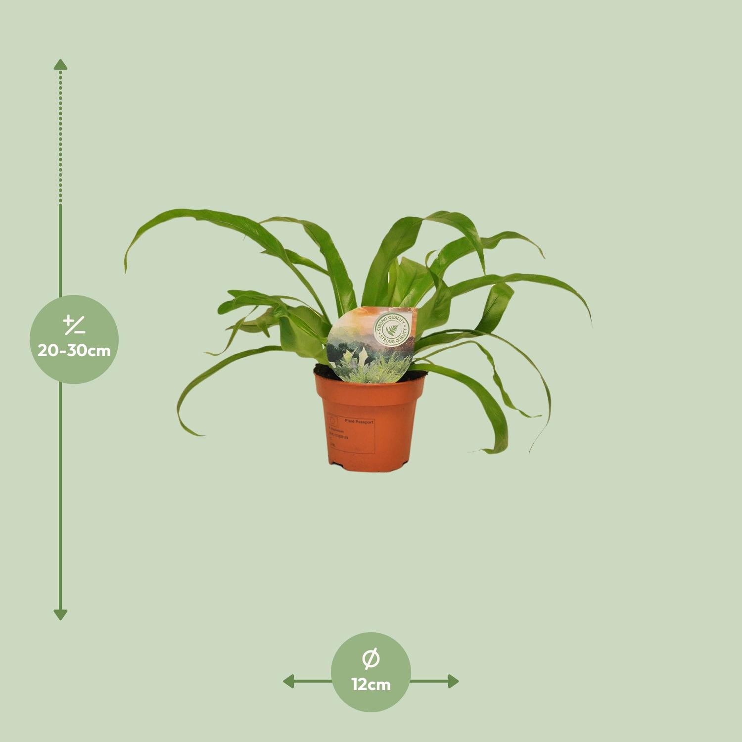 Asplenium Antiquum en pot Ø12cm  Hauteur 30cm. Plante verte type Asplenium Antiquum, livrée en pot, idéale pour intérieur lumineux. – Image 2
