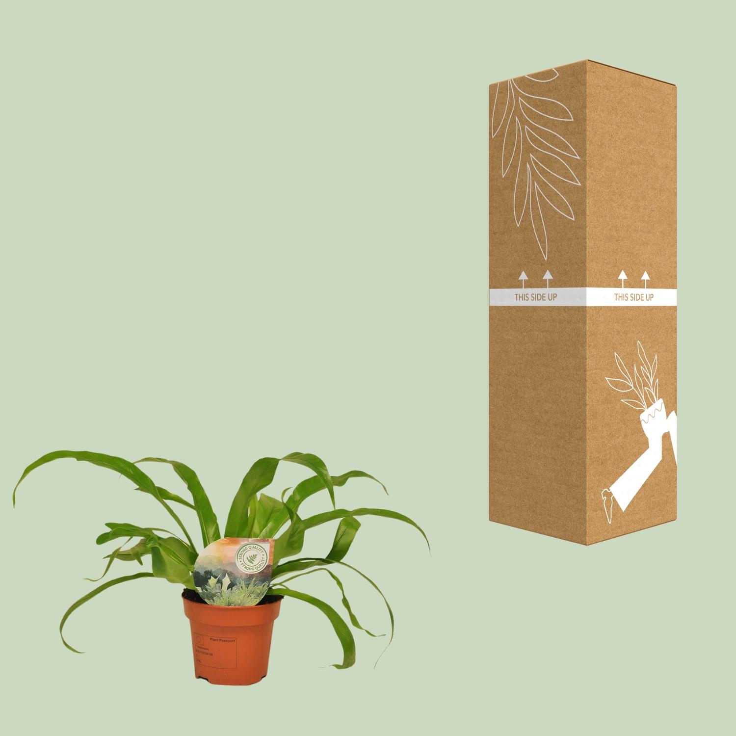 Asplenium Antiquum en pot Ø12cm  Hauteur 30cm. Plante verte type Asplenium Antiquum, livrée en pot, idéale pour intérieur lumineux. – Image 3