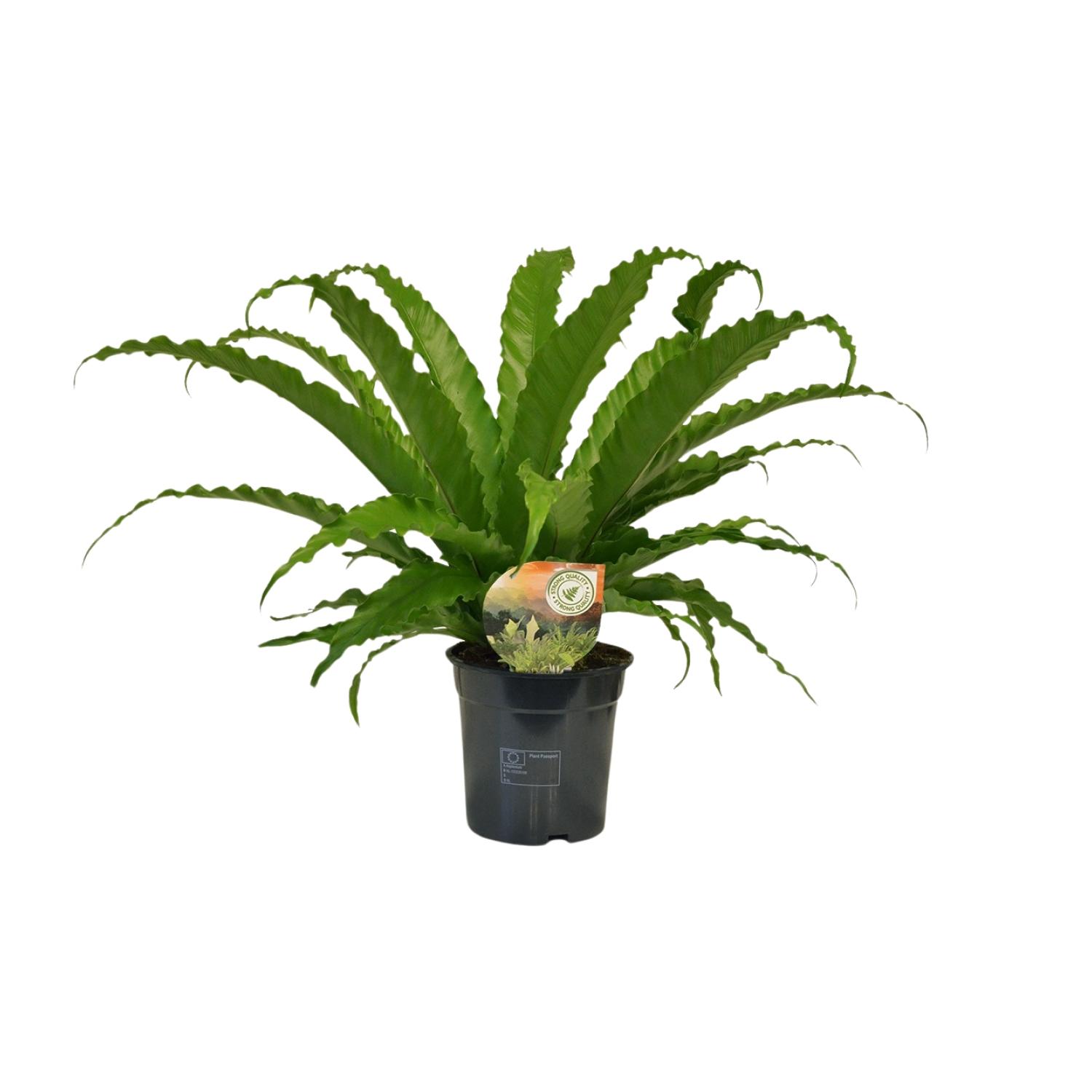 Asplenium Osaka en pot Ø17cm  Hauteur 40cm. Plante verte type Asplenium Osaka, livrée en pot, idéale pour intérieur lumineux.
