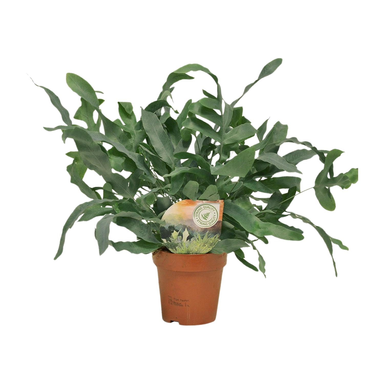 Phlebodium Blue Star en pot Ø12cm  Hauteur 35cm. Plante verte type Phlebodium Blue Star, livrée en pot, idéale pour intérieur lumineux.