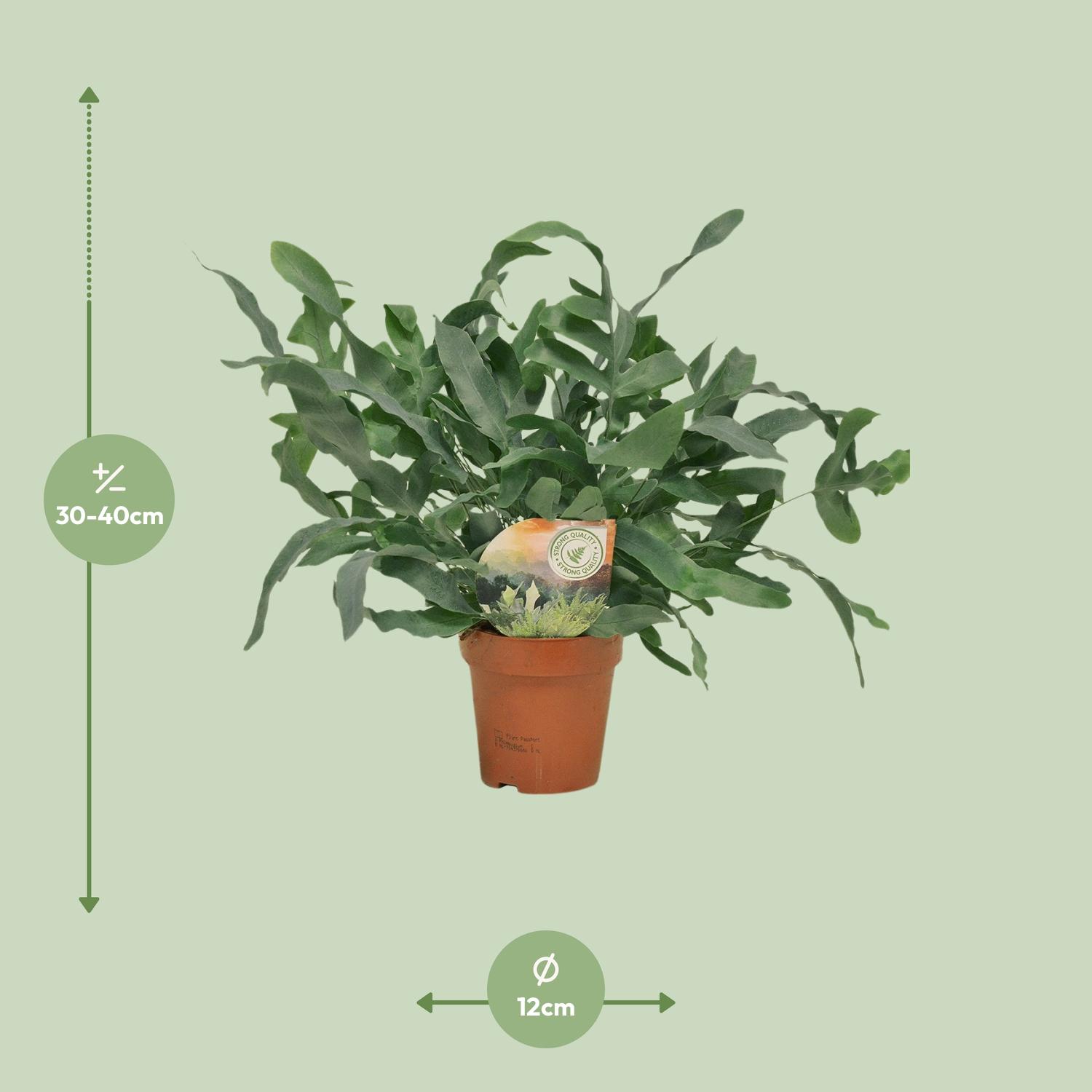 Phlebodium Blue Star en pot Ø12cm  Hauteur 35cm. Plante verte type Phlebodium Blue Star, livrée en pot, idéale pour intérieur lumineux. – Image 2