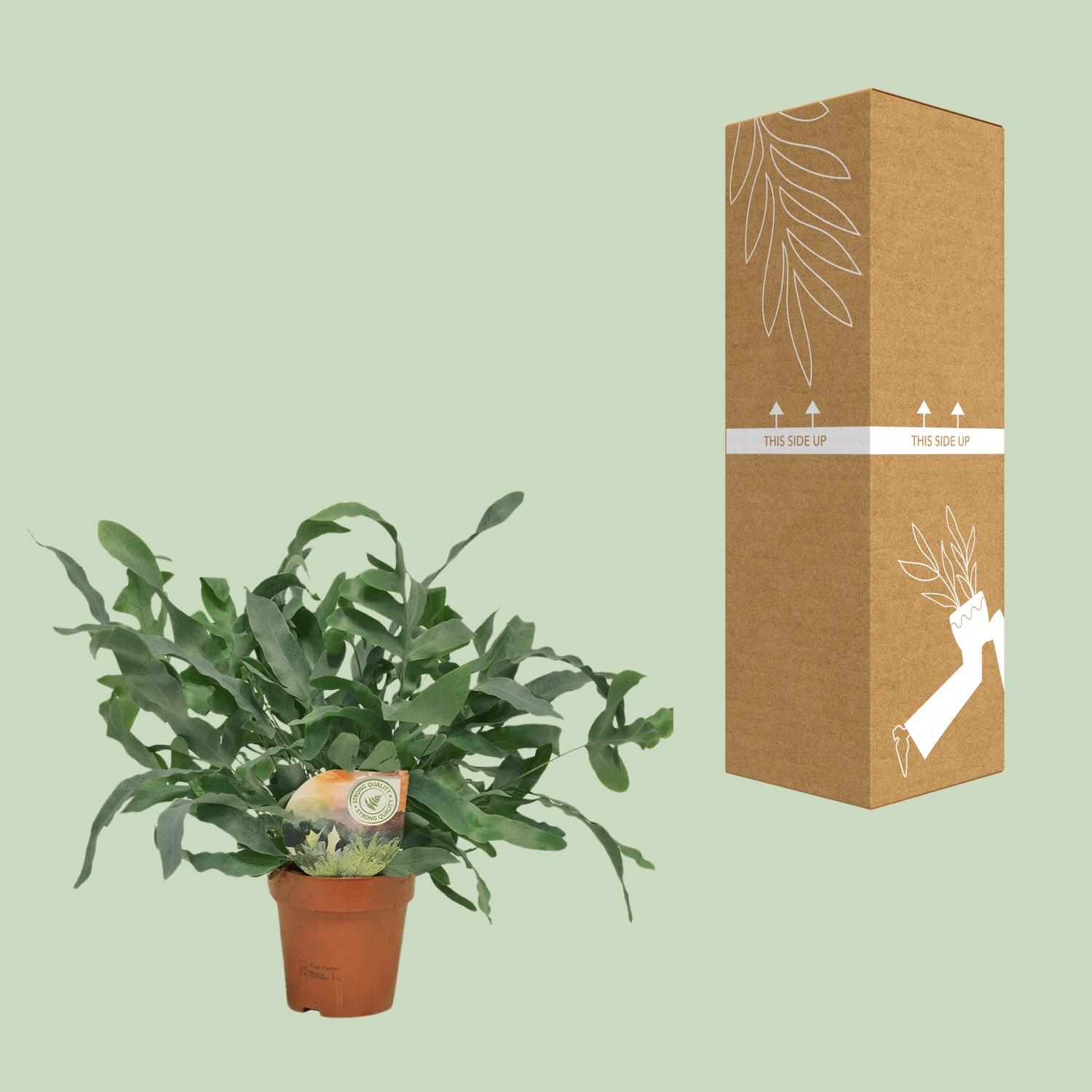 Phlebodium Blue Star en pot Ø12cm  Hauteur 35cm. Plante verte type Phlebodium Blue Star, livrée en pot, idéale pour intérieur lumineux. – Image 8