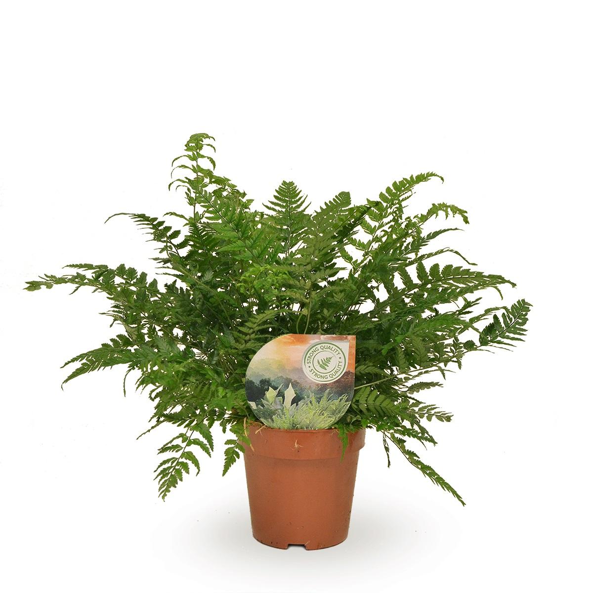 Polystichum Tsussimense / Athyrium en pot Ø12cm  Hauteur 30cm. Plante verte type Polystichum Tsussimense / Athyrium, livrée en pot, idéale pour intérieur lumineux.