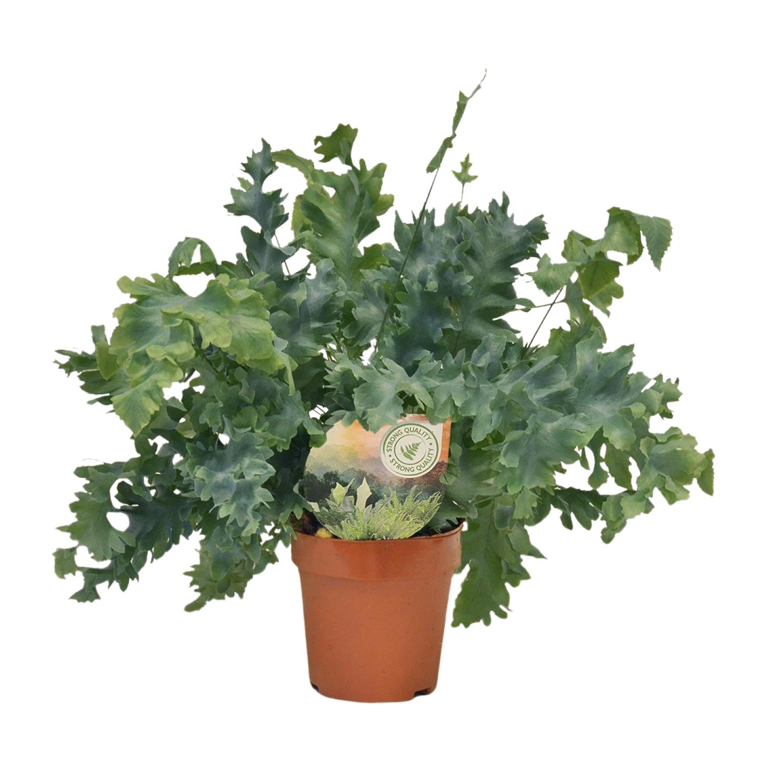 Phlebodium Davana en pot Ø12cm  Hauteur 35cm. Plante verte type Phlebodium Davana, livrée en pot, idéale pour intérieur lumineux.