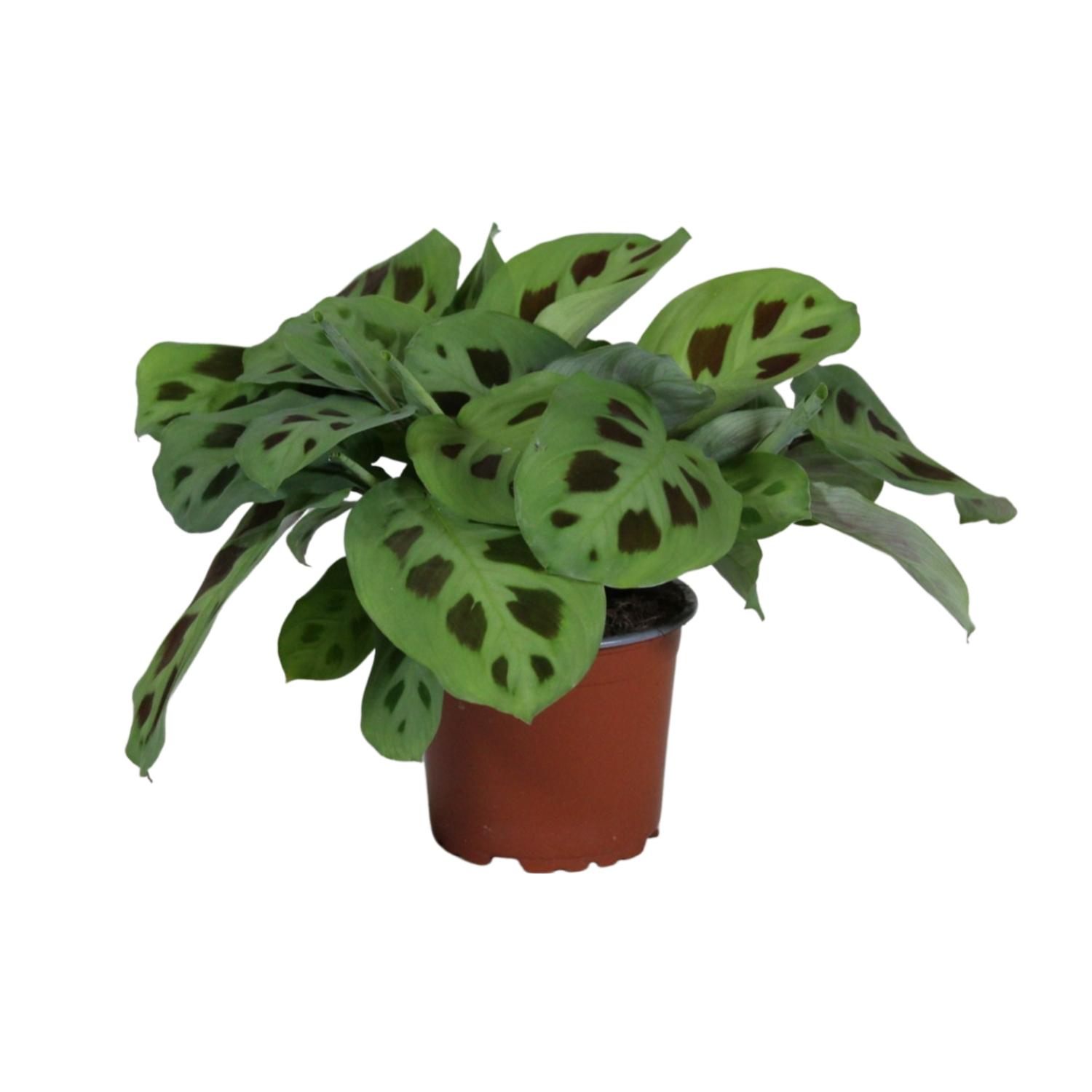 PROMO en pot Ø12cm  Hauteur 30cm. Plante verte type PROMO, livrée en pot, idéale pour intérieur lumineux.