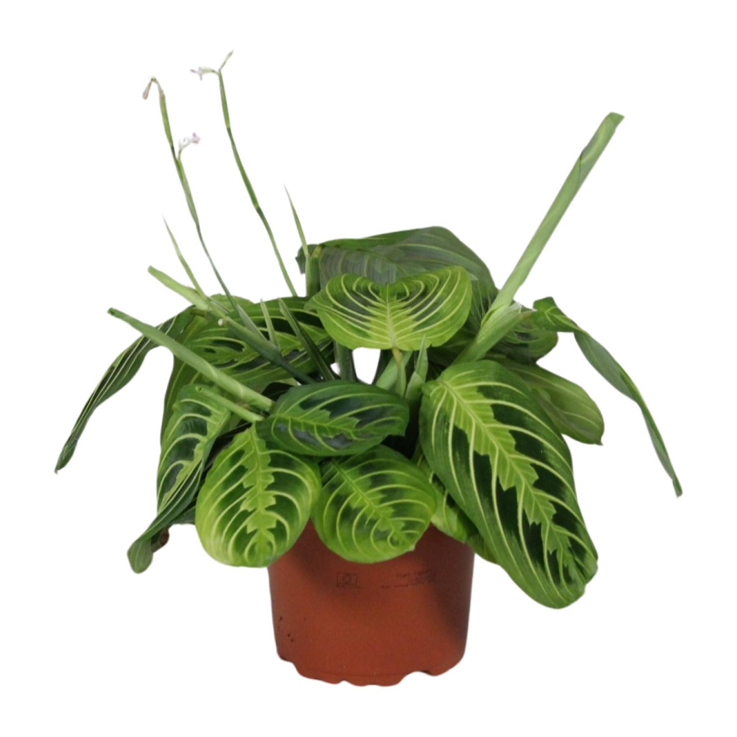 Maranta Leuconeura Fascinator Lemon Lime en pot Ø12cm  Hauteur 30cm. Plante verte type Maranta Leuconeura Fascinator Lemon Lime, livrée en pot, idéale pour intérieur lumineux.
