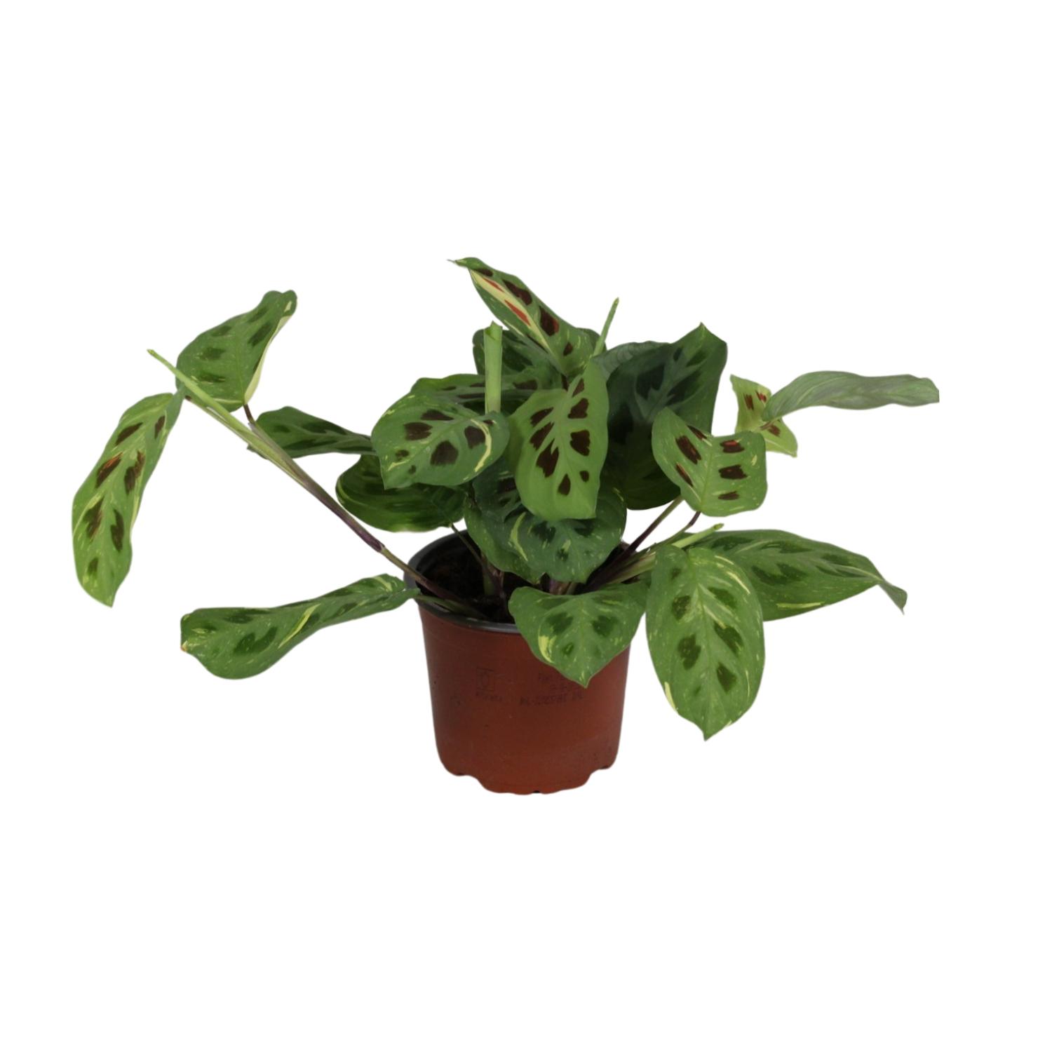 Maranta Leuconeura Fascinator Variegata en pot Ø12cm  Hauteur 30cm. Plante verte type Maranta Leuconeura Fascinator Variegata, livrée en pot, idéale pour intérieur lumineux.