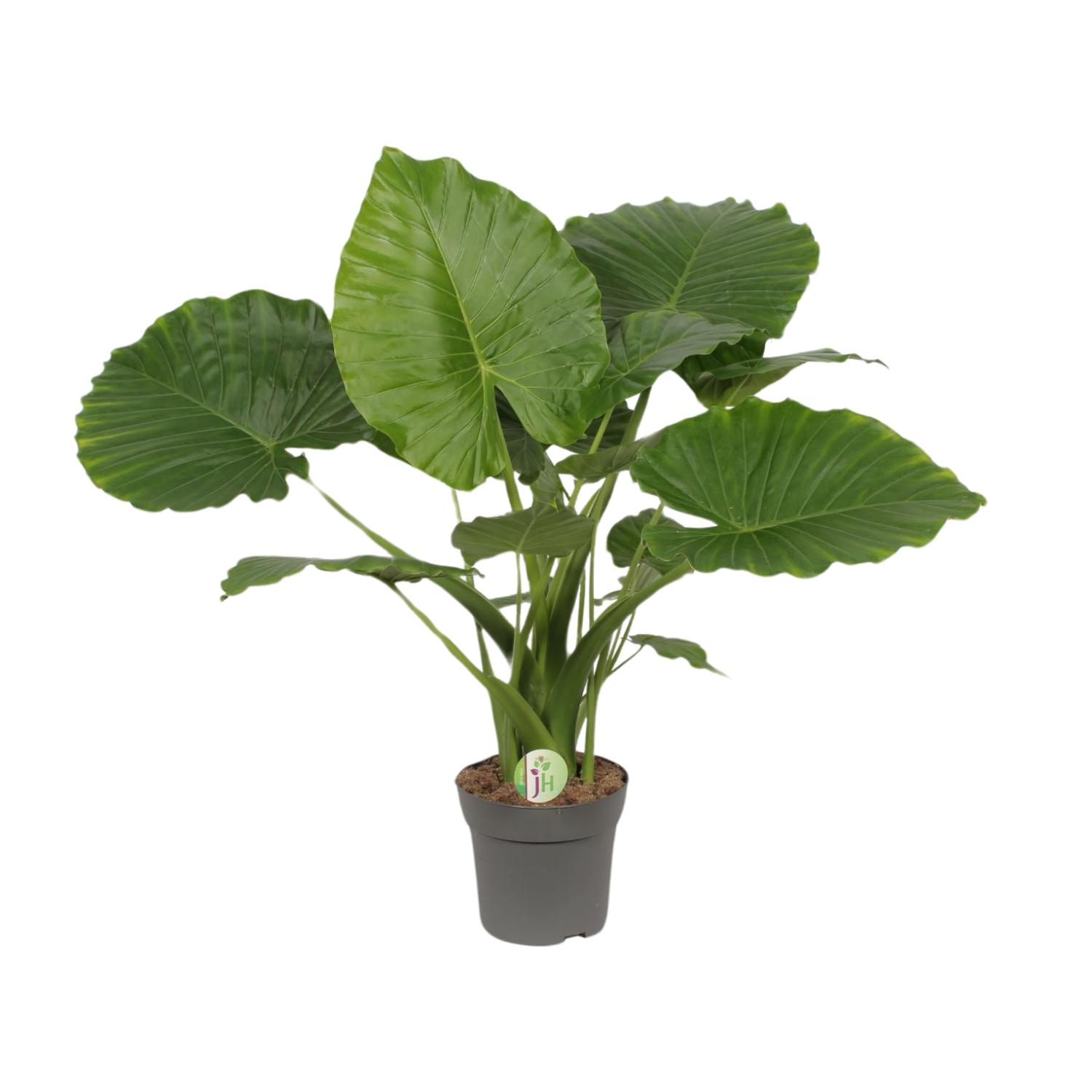Alocasia Gageana California en pot Ø21cm  Hauteur 80cm. Plante verte type Alocasia Gageana California, livrée en pot, idéale pour intérieur lumineux.