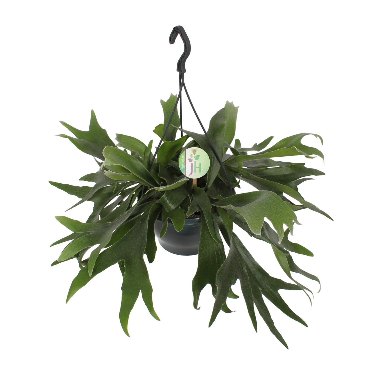 Platycerium Bifurcatum en pot Ø21cm  Hauteur 50cm. Plante verte type Platycerium Bifurcatum, livrée en pot, idéale pour intérieur lumineux.