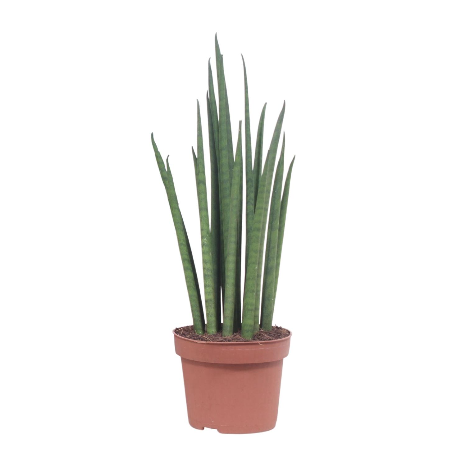 Sansevieria Mikado en pot Ø12cm  Hauteur 40cm. Plante verte type Sansevieria Mikado, livrée en pot, idéale pour intérieur lumineux.