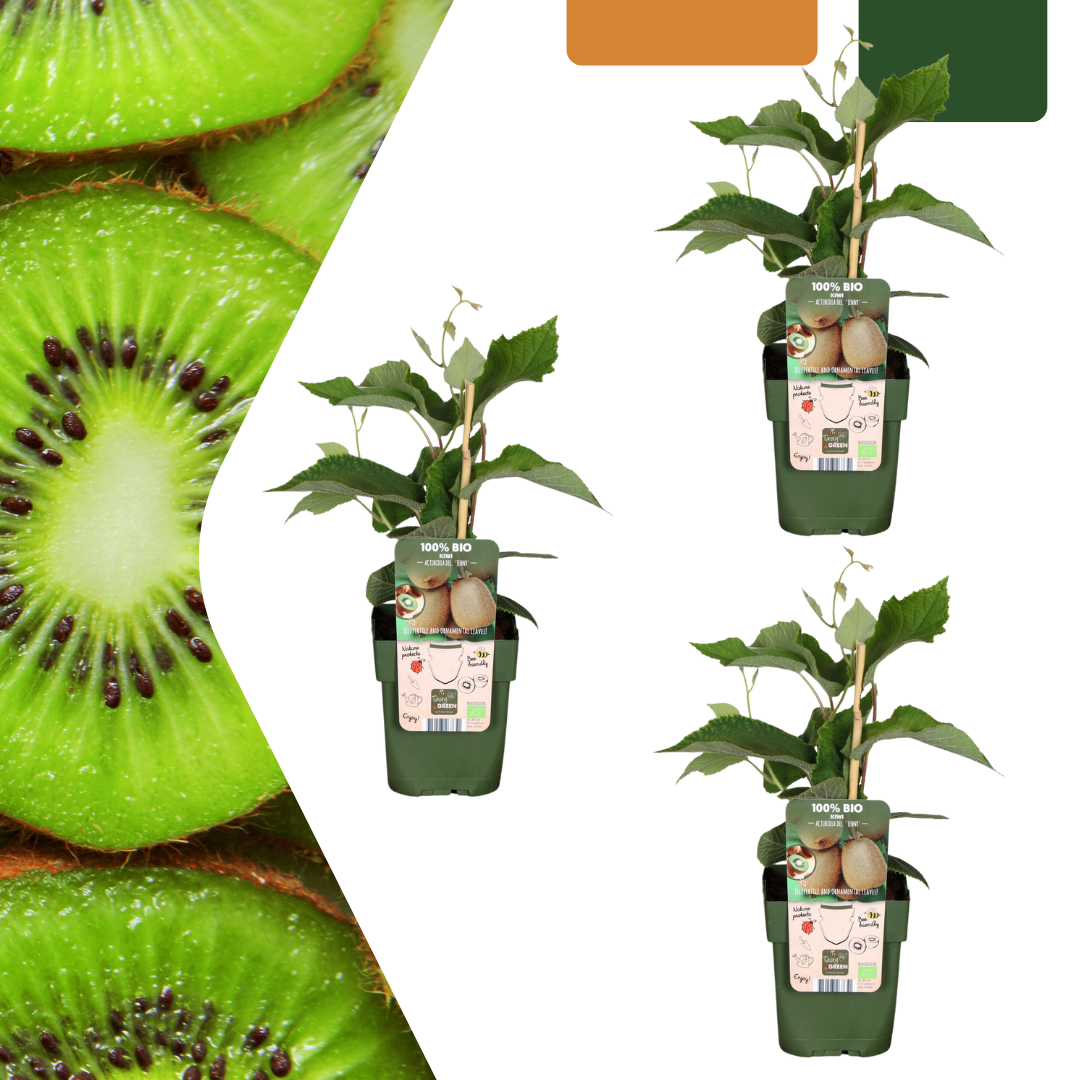 3 x Biologische kiwiplanten en pot. Plante verte type 3 x Biologische kiwiplanten, livrée en pot, idéale pour intérieur lumineux.