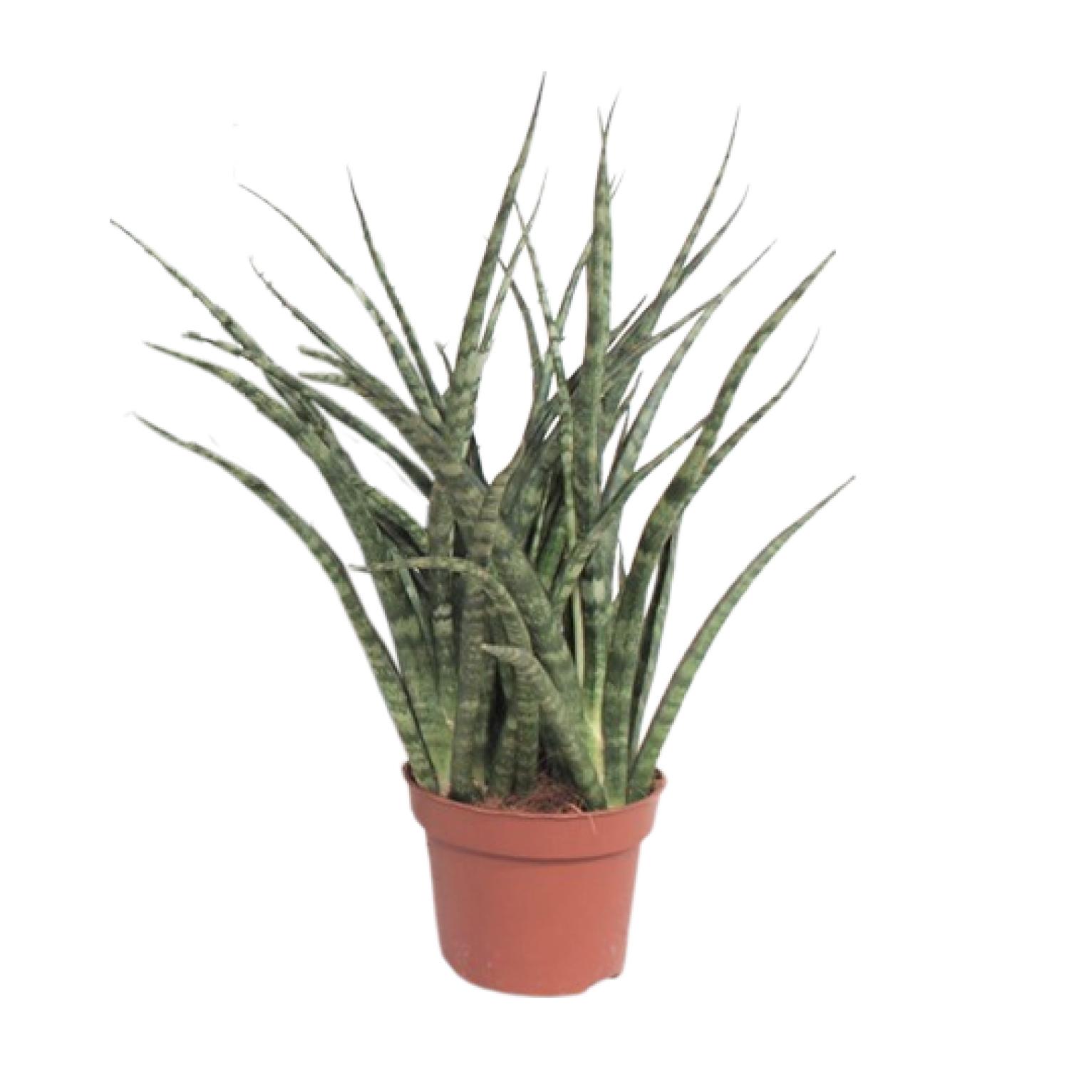Sansevieria Fernwood Punk en pot Ø12cm  Hauteur 35cm. Plante verte type Sansevieria Fernwood Punk, livrée en pot, idéale pour intérieur lumineux.