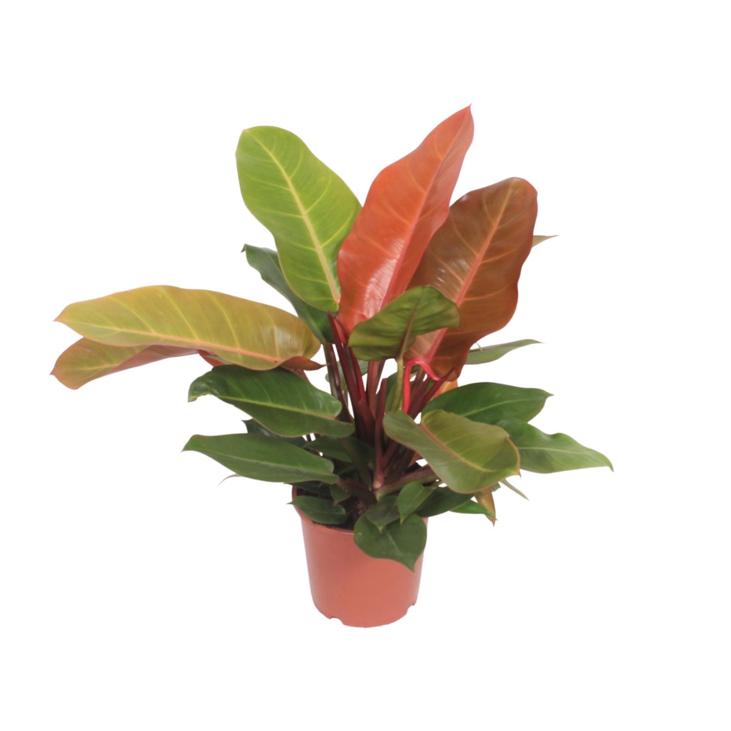 Philodendron Prince of Orange en pot Ø17cm  Hauteur 45cm. Plante verte type Philodendron Prince of Orange, livrée en pot, idéale pour intérieur lumineux.