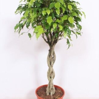 Ficus Exotica en pot Ø30cm  Hauteur 120cm. Plante verte type Ficus Exotica, livrée en pot, idéale pour intérieur lumineux.