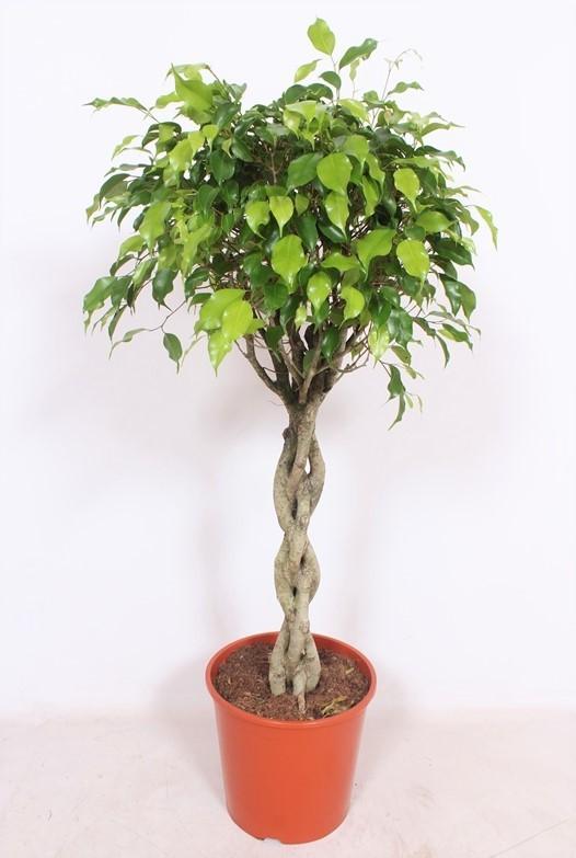 Ficus Exotica en pot Ø30cm  Hauteur 120cm. Plante verte type Ficus Exotica, livrée en pot, idéale pour intérieur lumineux.