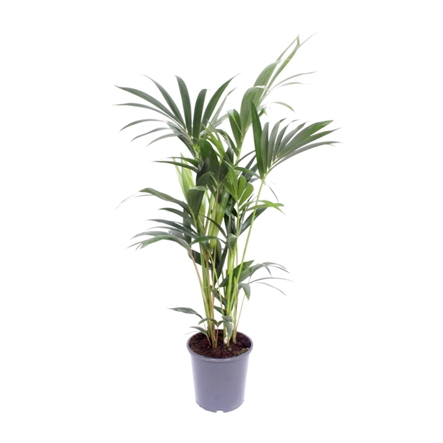 Howea Forsteriana en pot Ø17cm  Hauteur 75cm. Plante verte type Howea Forsteriana, livrée en pot, idéale pour intérieur lumineux.