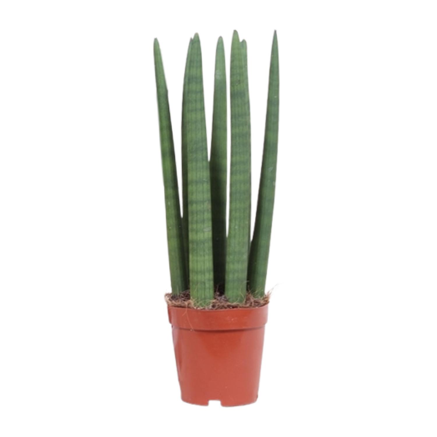 Sansevieria Straight en pot Ø12cm  Hauteur 40cm. Plante verte type Sansevieria Straight, livrée en pot, idéale pour intérieur lumineux.
