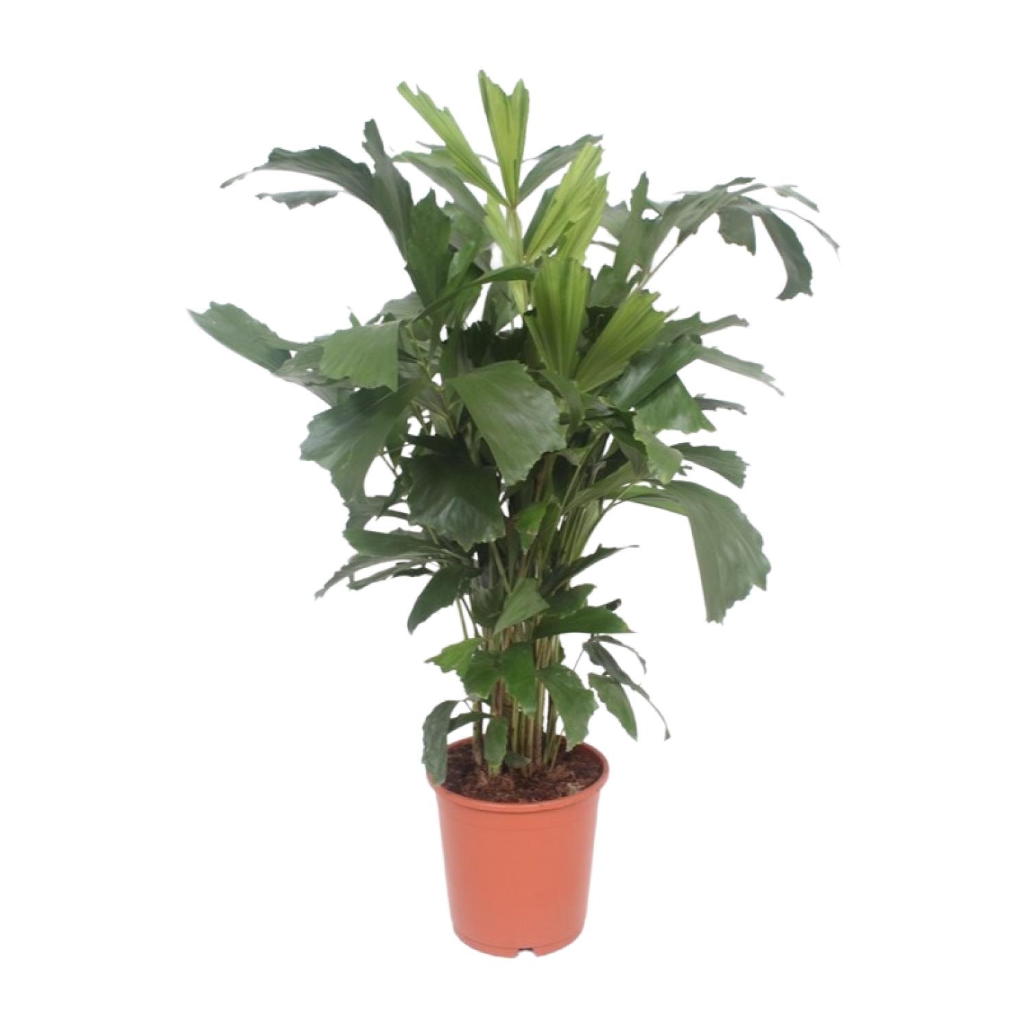 Caryota Mitis en pot Ø24cm  Hauteur 110cm. Plante verte type Caryota Mitis, livrée en pot, idéale pour intérieur lumineux.
