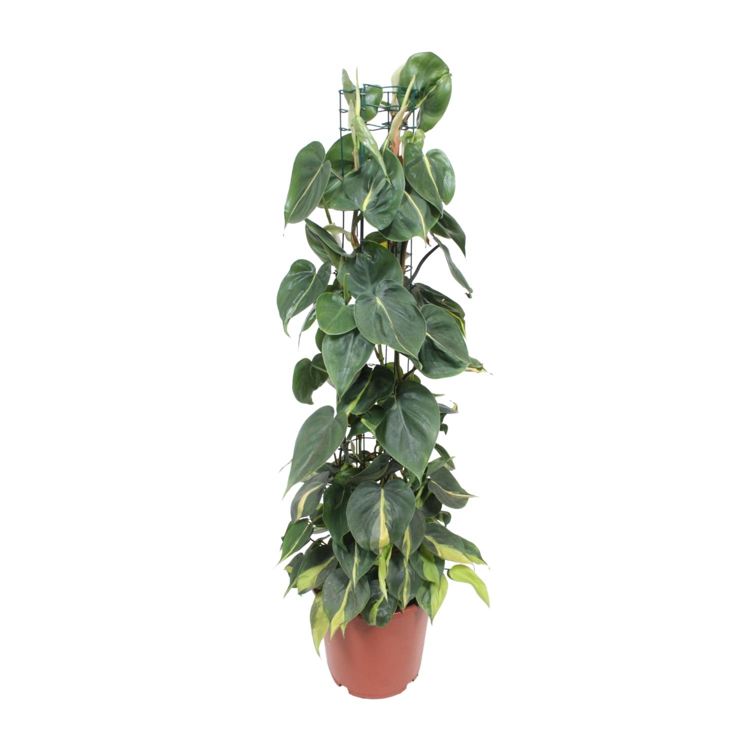 Philodendron Scandens Brasil en pot Ø24cm  Hauteur 120cm. Plante verte type Philodendron Scandens Brasil, livrée en pot, idéale pour intérieur lumineux.