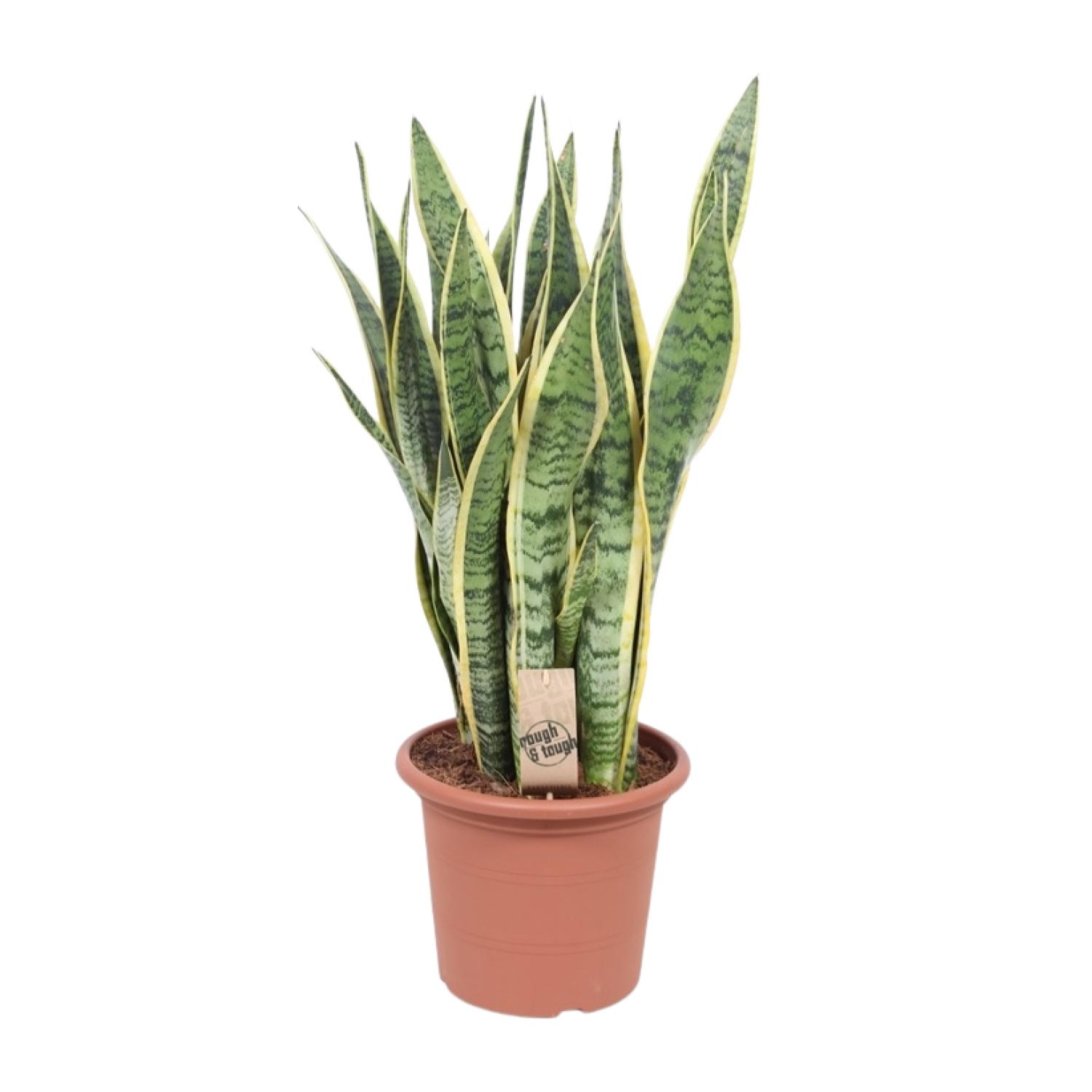 Sansevieria Trifasciata Laurentii en pot Ø25cm  Hauteur 85cm. Plante verte type Sansevieria Trifasciata Laurentii, livrée en pot, idéale pour intérieur lumineux.