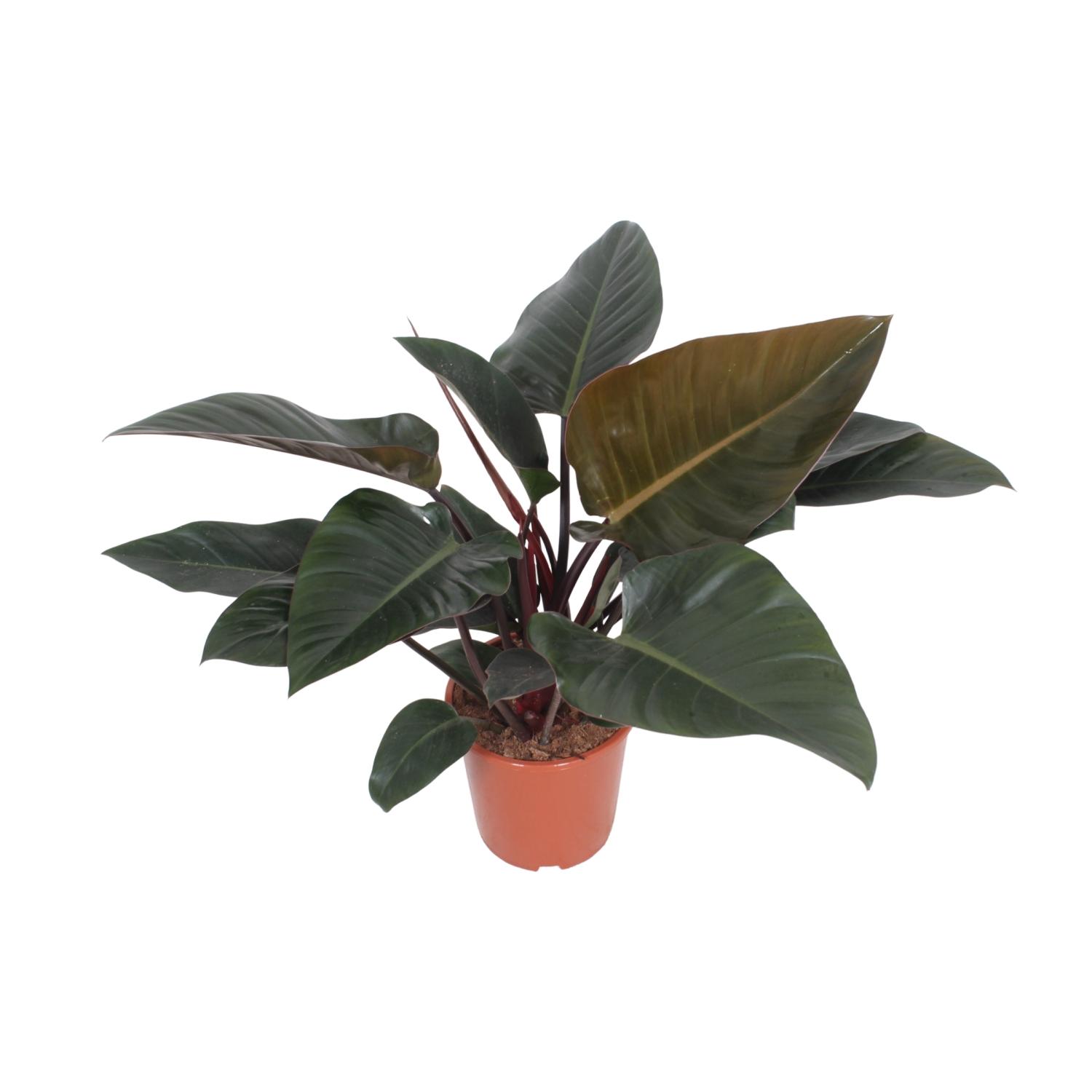 Philodendron Congo Red en pot Ø27cm  Hauteur 80cm. Plante verte type Philodendron Congo Red, livrée en pot, idéale pour intérieur lumineux.