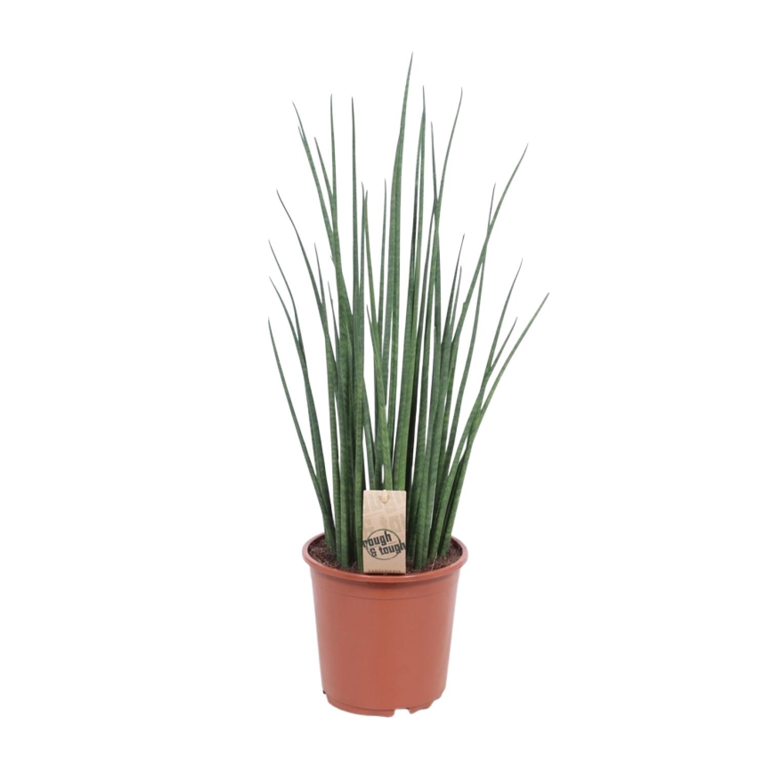 Sansevieria Mikado en pot Ø19cm  Hauteur 70cm. Plante verte type Sansevieria Mikado, livrée en pot, idéale pour intérieur lumineux.