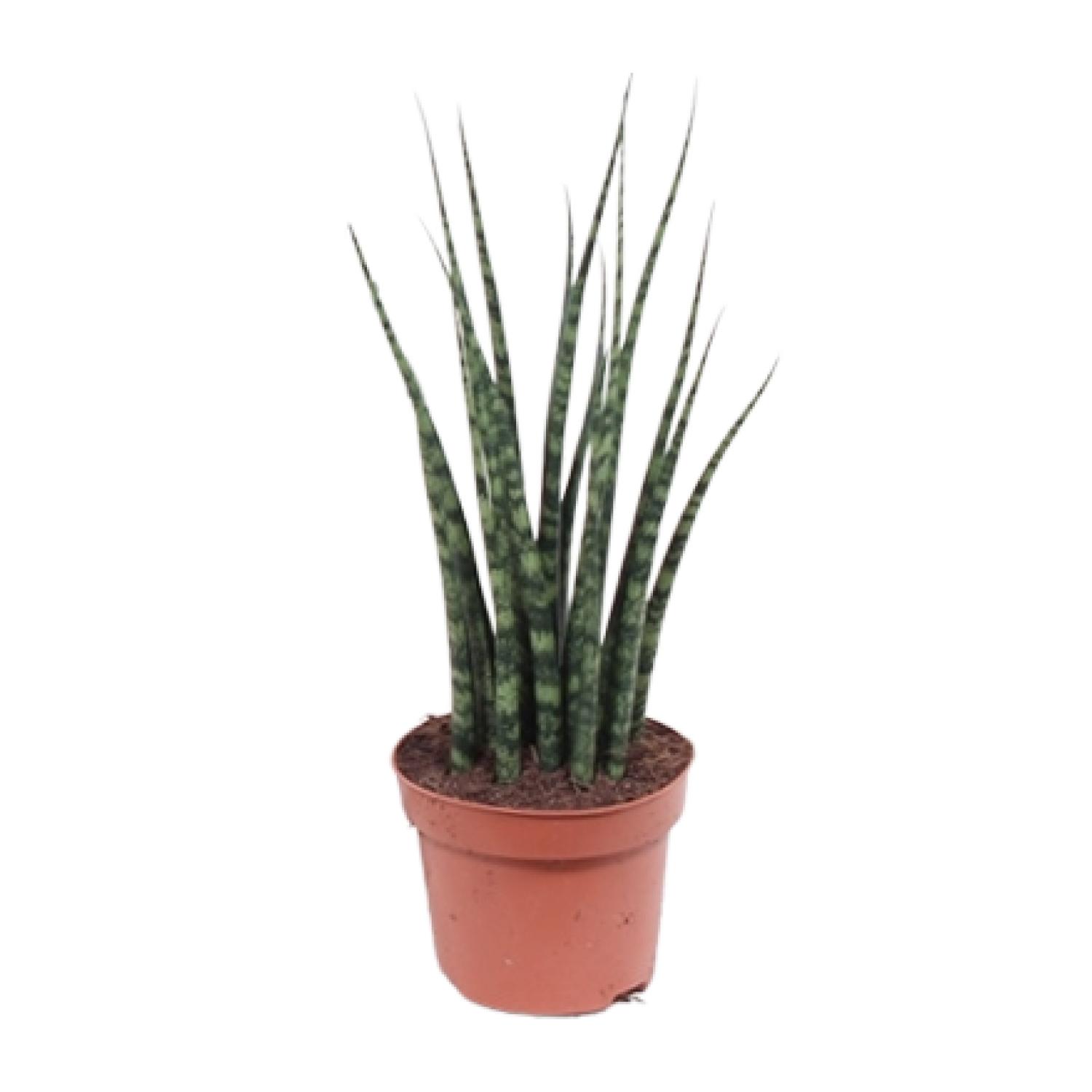 Sansevieria Fernwood Mikado en pot Ø12cm  Hauteur 40cm. Plante verte type Sansevieria Fernwood Mikado, livrée en pot, idéale pour intérieur lumineux.