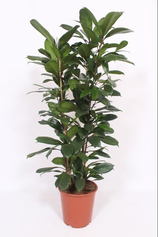 Ficus Cyathistipula en pot Ø27cm  Hauteur 120cm. Plante verte type Ficus Cyathistipula, livrée en pot, idéale pour intérieur lumineux.