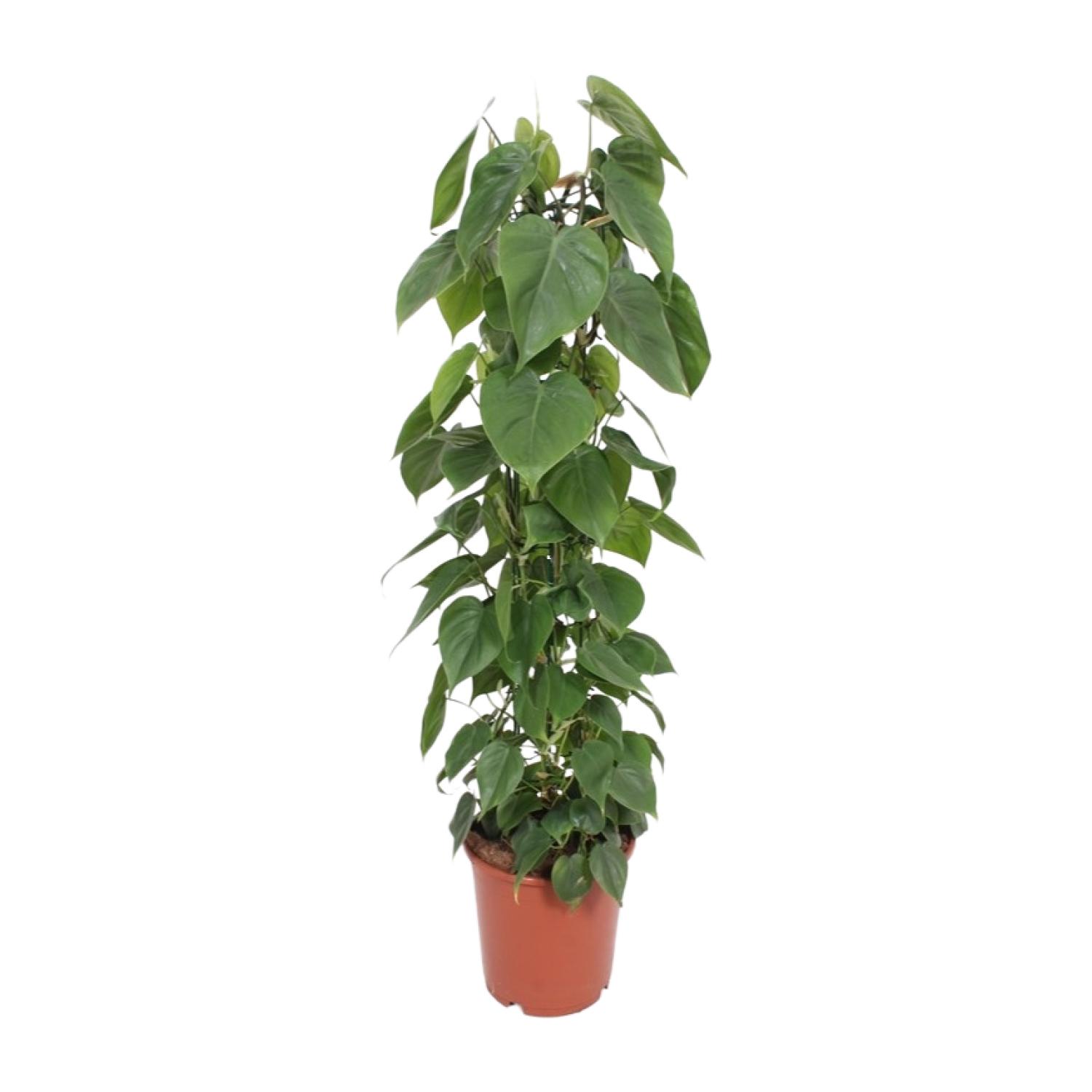 Philodendron Scandens en pot Ø24cm  Hauteur 120cm. Plante verte type Philodendron Scandens, livrée en pot, idéale pour intérieur lumineux.