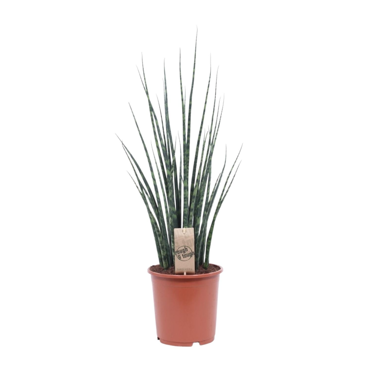 Sansevieria Fernwood Mikado en pot Ø19cm  Hauteur 80cm. Plante verte type Sansevieria Fernwood Mikado, livrée en pot, idéale pour intérieur lumineux.
