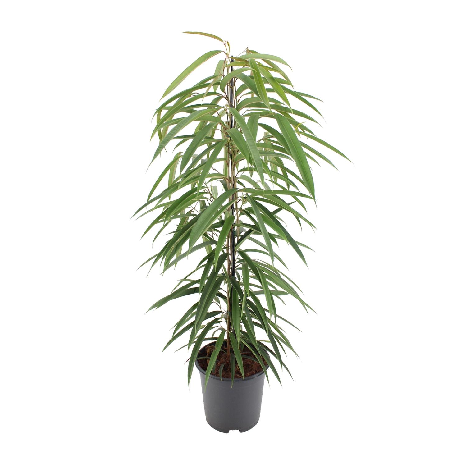 Ficus Binnendijkii Alii en pot Ø21cm  Hauteur 80cm. Plante verte type Ficus Binnendijkii Alii, livrée en pot, idéale pour intérieur lumineux.