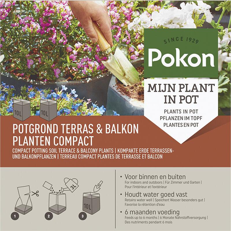 Kokos Potgrond Terras&Balkon Compact en pot. Plante verte type Kokos Potgrond Terras&Balkon Compact, livrée en pot, idéale pour intérieur lumineux.