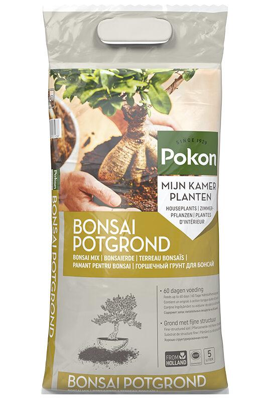 Potgrond Bonsai en pot. Plante verte type Potgrond Bonsai, livrée en pot, idéale pour intérieur lumineux.