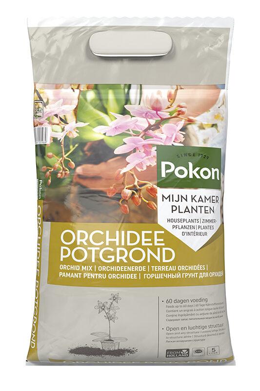 Potgrond Orchidee en pot. Plante verte type Potgrond Orchidee, livrée en pot, idéale pour intérieur lumineux.