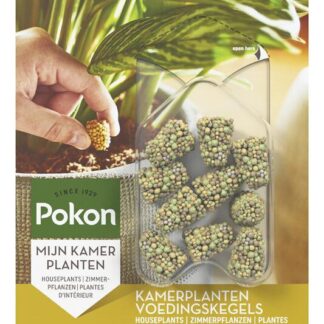 Kamerplanten Voedingskegels en pot. Plante verte type Kamerplanten Voedingskegels, livrée en pot, idéale pour intérieur lumineux.