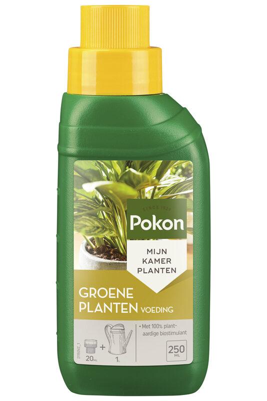 Groene Planten Voeding en pot. Plante verte type Groene Planten Voeding, livrée en pot, idéale pour intérieur lumineux.