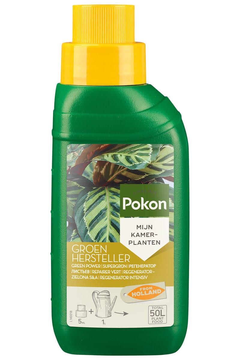 Groenhersteller en pot. Plante verte type Groenhersteller, livrée en pot, idéale pour intérieur lumineux.