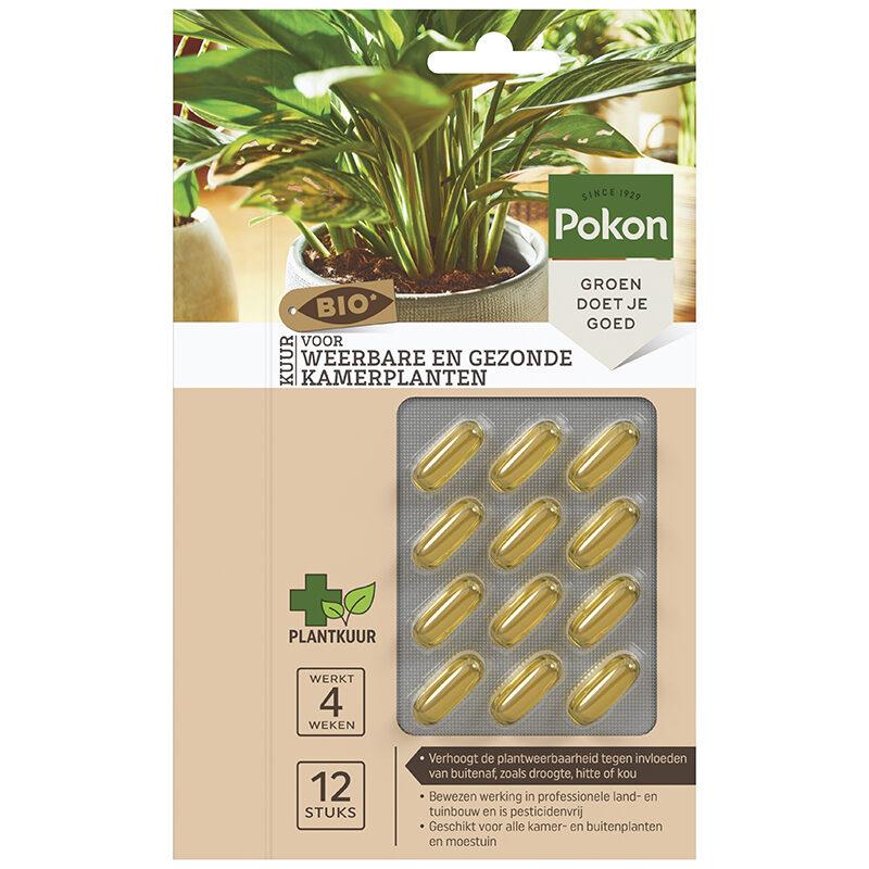 Bio Kuur voor weerbare en gezonde kamerplanten Capsules en pot. Plante verte type Bio Kuur voor weerbare en gezonde kamerplanten Capsules, livrée en pot, idéale pour intérieur lumineux.