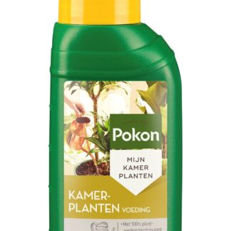 Universele plantenvoeding en pot. Plante verte type Universele plantenvoeding, livrée en pot, idéale pour intérieur lumineux.