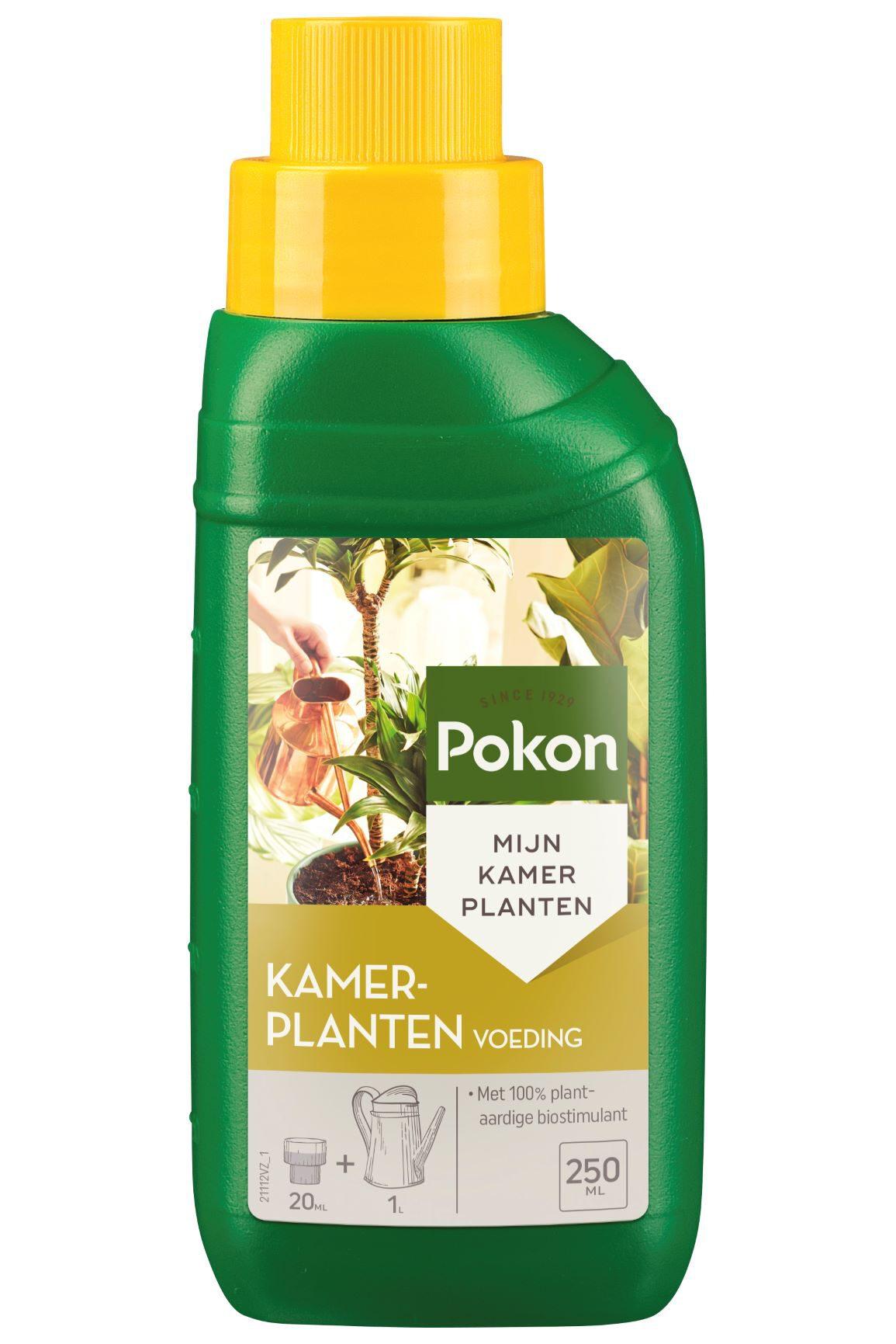 Universele plantenvoeding en pot. Plante verte type Universele plantenvoeding, livrée en pot, idéale pour intérieur lumineux.