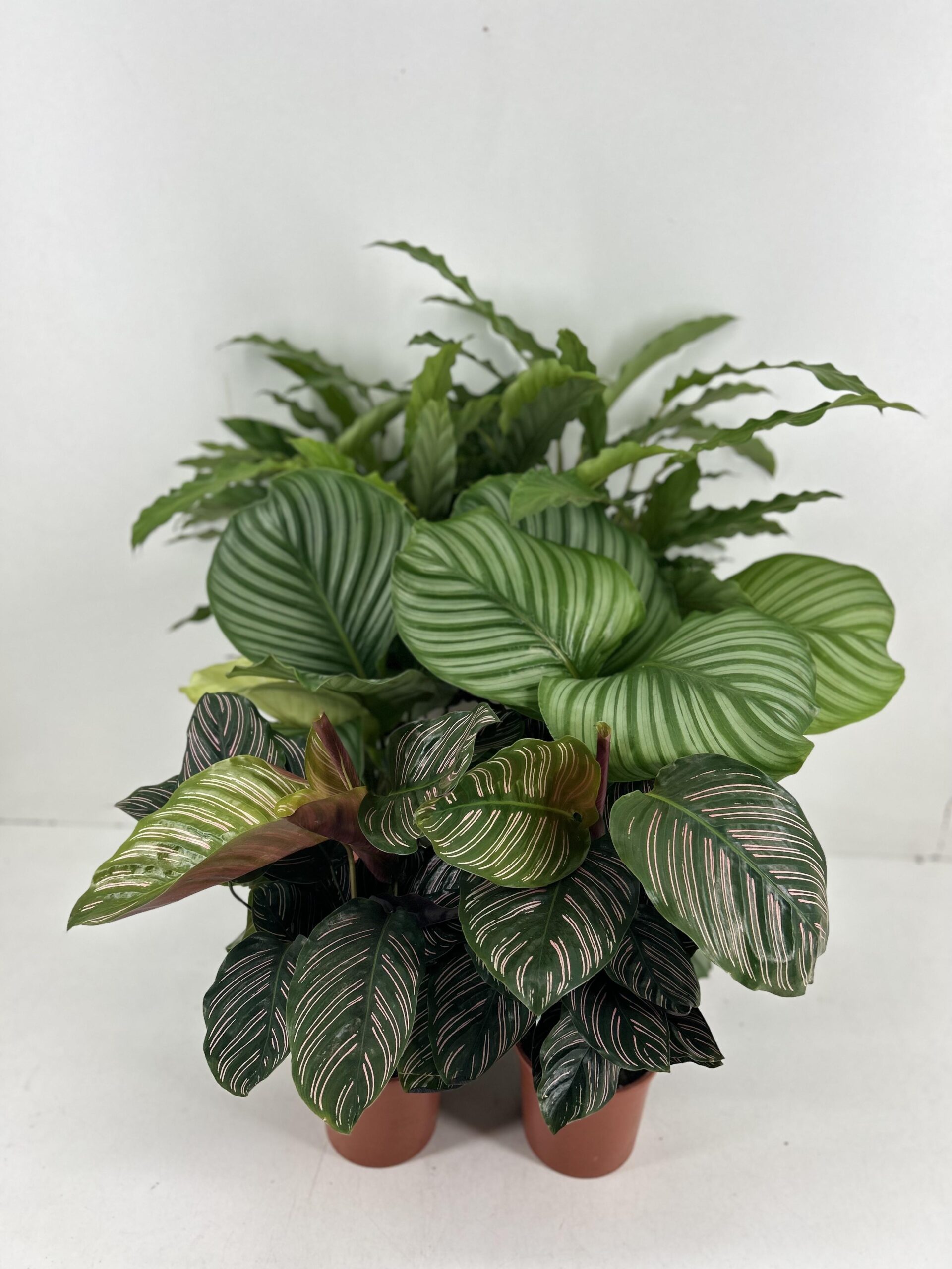 Calathea Mix P14cm en pot. Plante verte type Calathea Mix P14cm, livrée en pot, idéale pour intérieur lumineux.