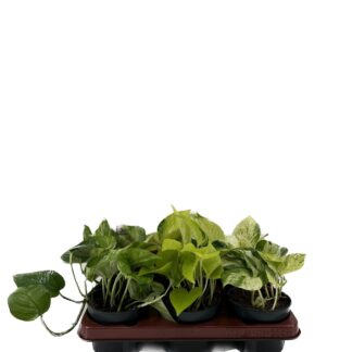 Epipremnum Mix en pot Ø12cm  Hauteur 15cm. Plante verte type Epipremnum Mix, livrée en pot, idéale pour intérieur lumineux.
