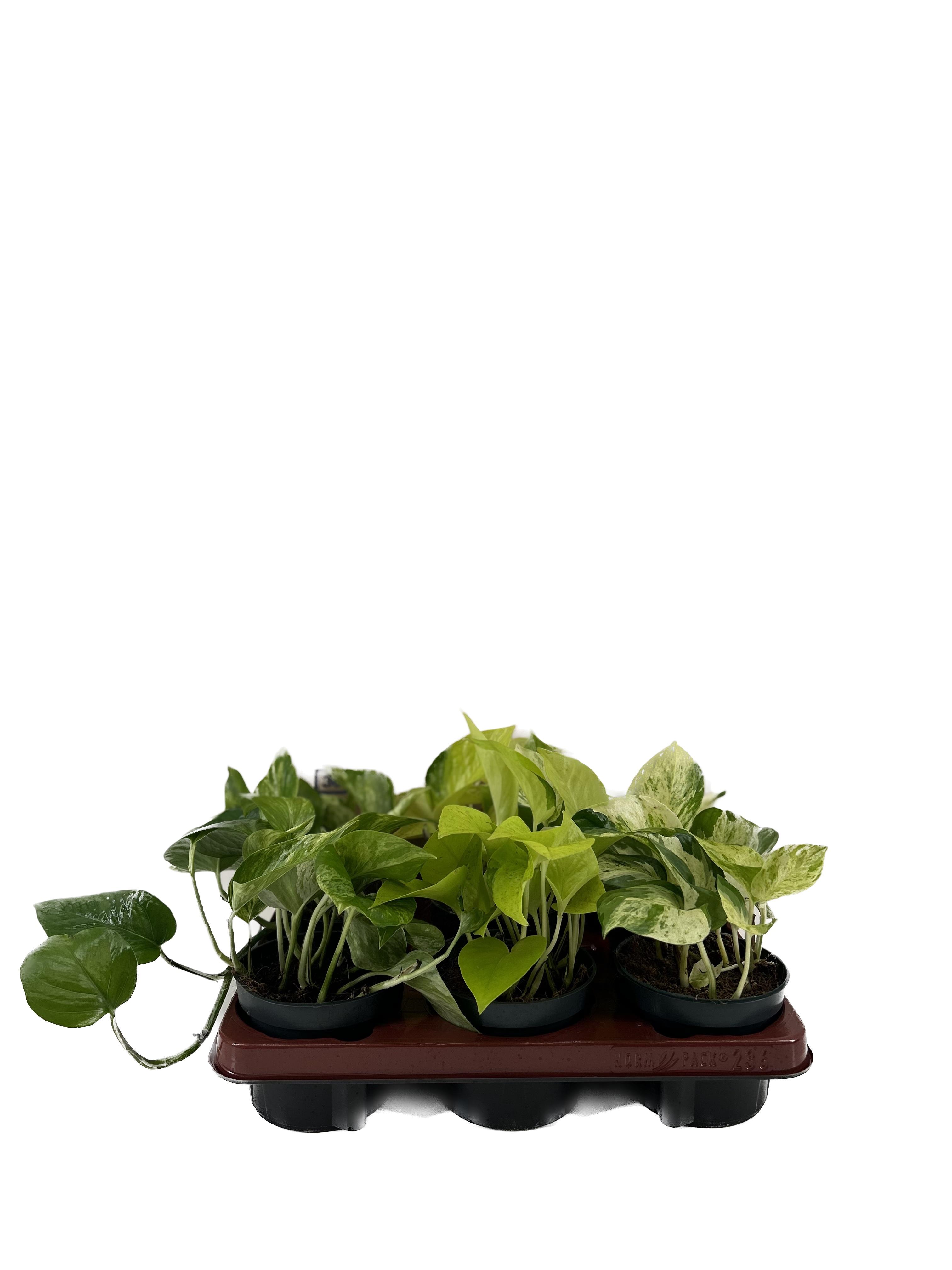 Epipremnum Mix en pot Ø12cm  Hauteur 15cm. Plante verte type Epipremnum Mix, livrée en pot, idéale pour intérieur lumineux.