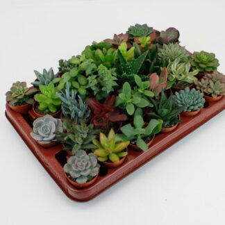 Succulenten Mix en pot Ø5cm  Hauteur 7cm. Plante verte type Succulenten Mix, livrée en pot, idéale pour intérieur lumineux.