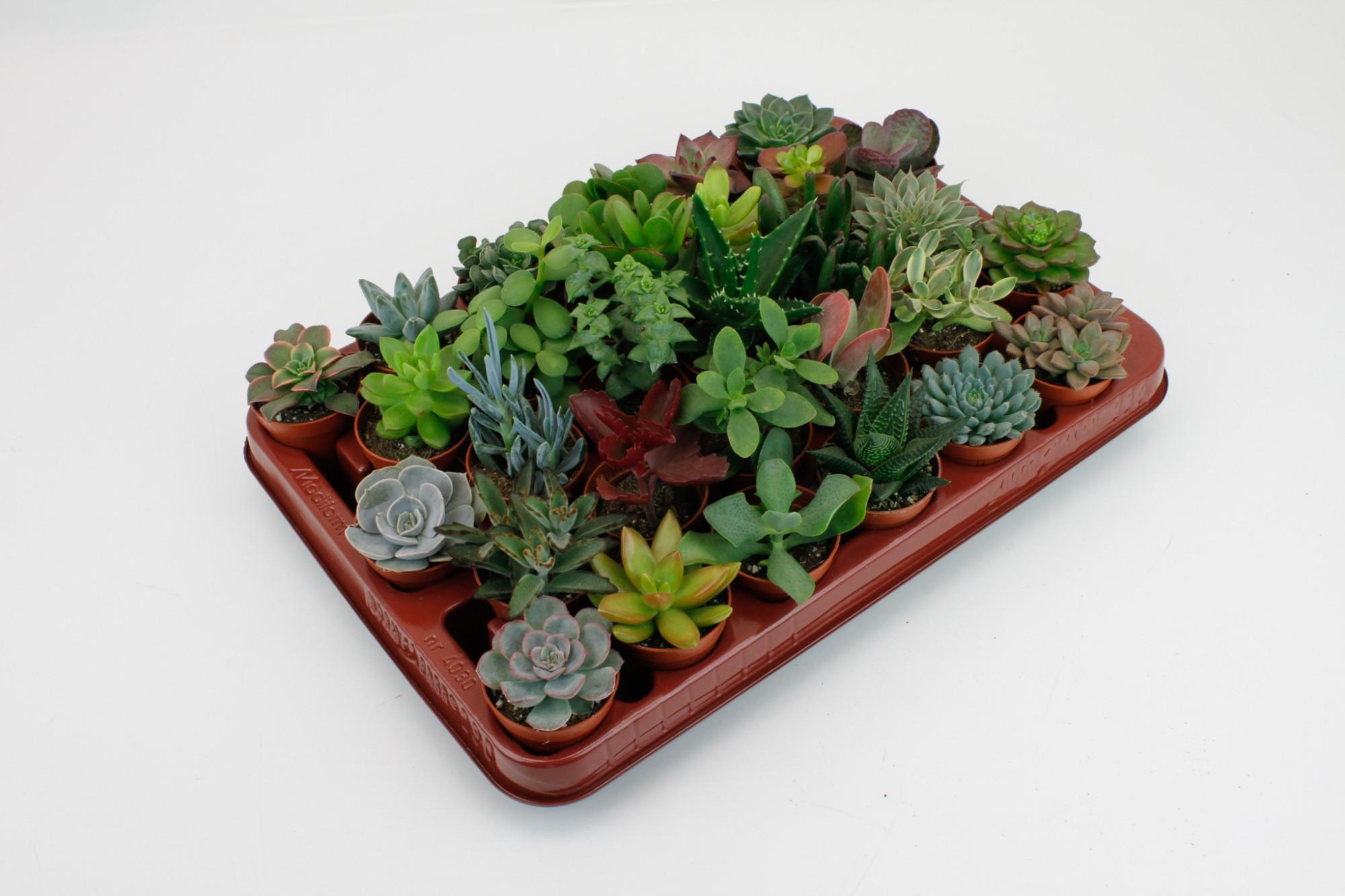 Succulenten Mix en pot Ø5cm  Hauteur 7cm. Plante verte type Succulenten Mix, livrée en pot, idéale pour intérieur lumineux.