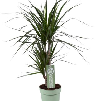 Dracaena Marginata en pot Ø17cm  Hauteur 70cm. Plante verte type Dracaena Marginata, livrée en pot, idéale pour intérieur lumineux.