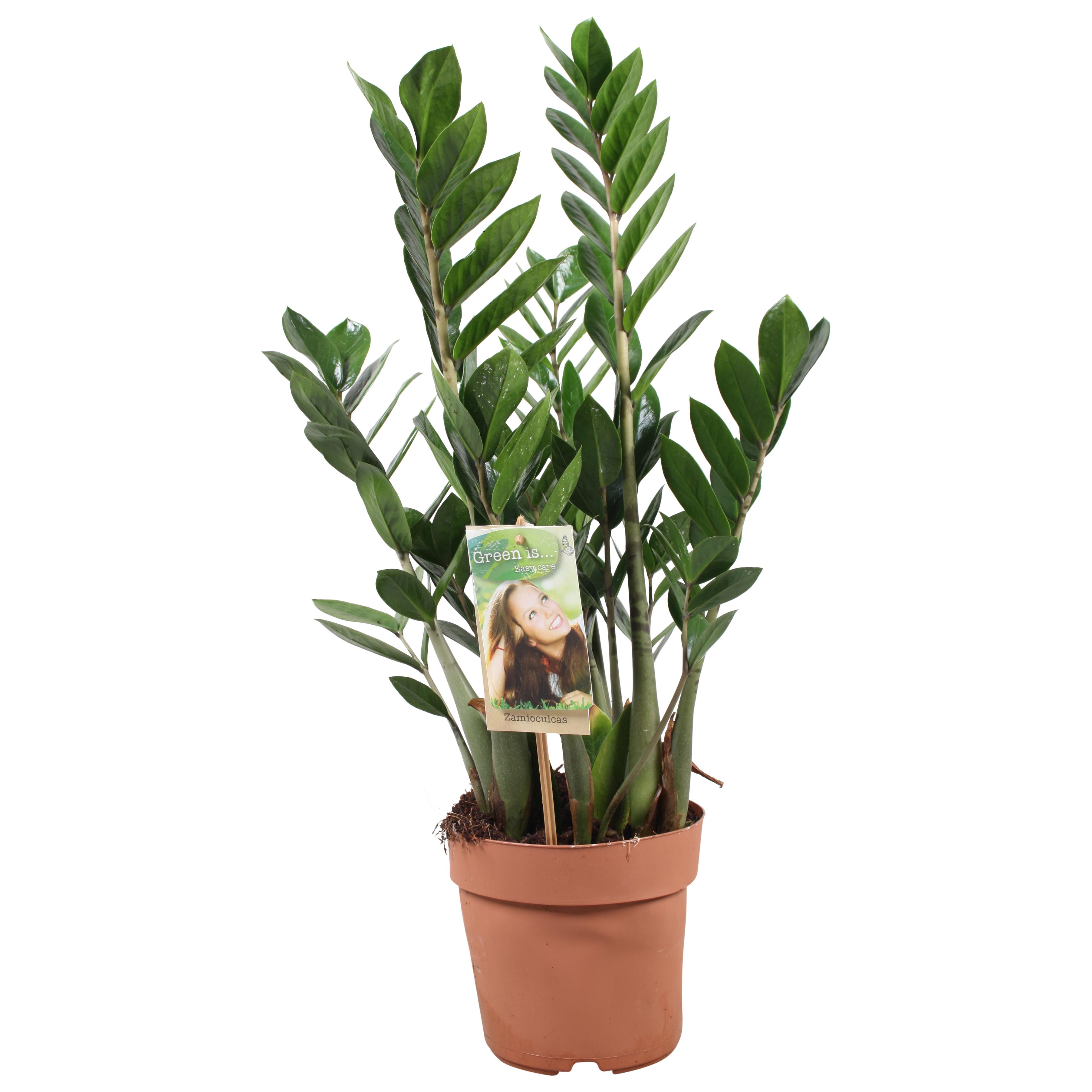 Zamioculcas Zamiifolia en pot Ø17cm  Hauteur 70cm. Plante verte type Zamioculcas Zamiifolia, livrée en pot, idéale pour intérieur lumineux.