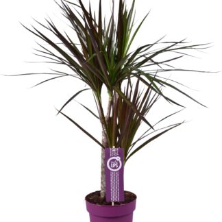 Dracaena Magenta en pot Ø17cm  Hauteur 70cm. Plante verte type Dracaena Magenta, livrée en pot, idéale pour intérieur lumineux.