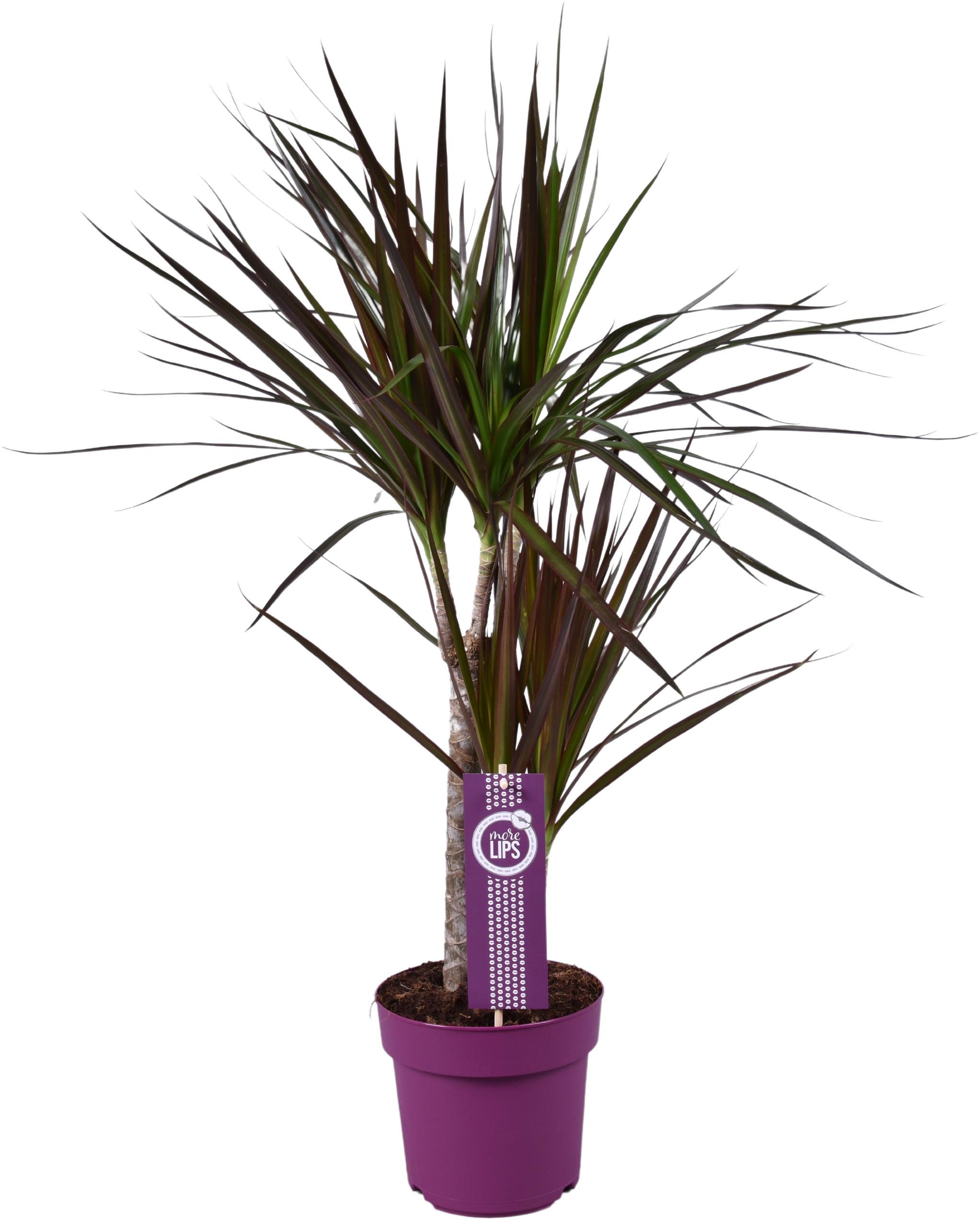 Dracaena Magenta en pot Ø17cm  Hauteur 70cm. Plante verte type Dracaena Magenta, livrée en pot, idéale pour intérieur lumineux.